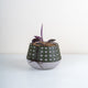 Corm Lacebound Planter