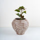 Vena Planter
